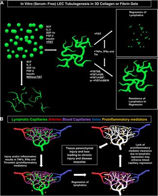 Proinflammatory mediators, TNFα, IFNγ, and thrombin, directly induce lymphatic capillary tube regression